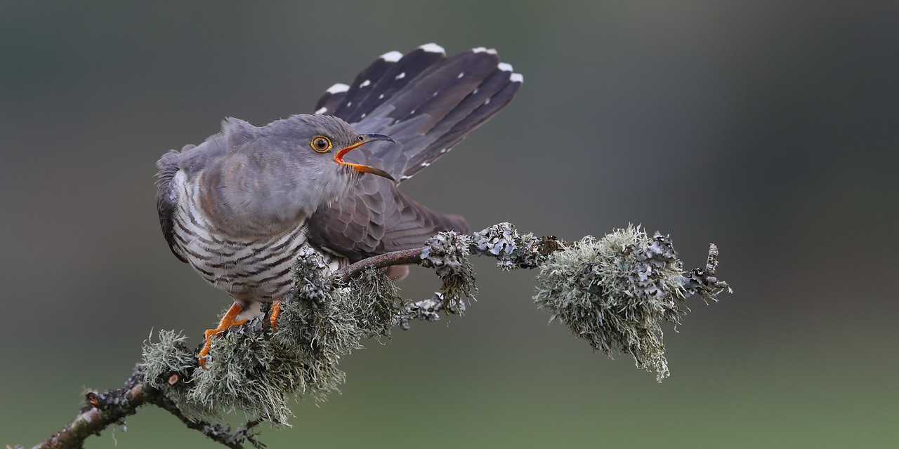 Female cuckoos might have the last laugh